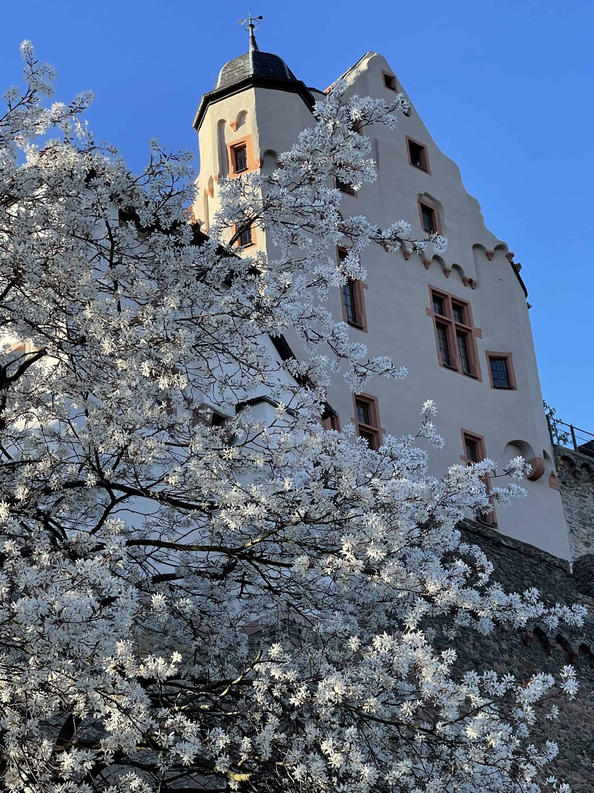 Weiß blühende Baumzweige vor einem historischen Gebäude mit einem Turm, gekennzeichnet durch rot gerahmte Fenster und ein zinnenbewehrtes Dach, vor einem klaren blauen Himmel.