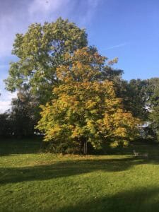 Ein großer Baum mit vergilbten Blättern steht auf einer Wiese unter blauem Himmel. An einem Ast hängt eine Schaukel, daneben steht ein weißer Gartenstuhl.