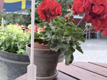 Eine kleine schwedische Flagge auf einem Ständer neben einer roten Geranie im Topf auf einem Holztisch.